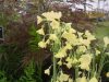 Show product details for Primula sikkimensis pudibunda